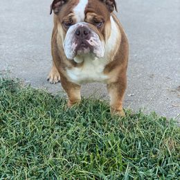 Belle - Bulldog