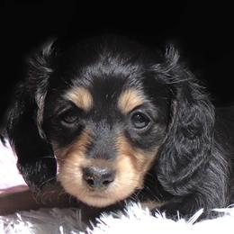 Tessa - Black and cream female Dachshund puppy in Azle, Texas from American Dachshunds