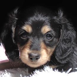 Tessa - Black and cream female Dachshund puppy in Azle, Texas from American Dachshunds