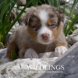 Kitty - Red merle Australian Shepherd puppy in Newport, Rhode Island from Wildings Australian Shepherds