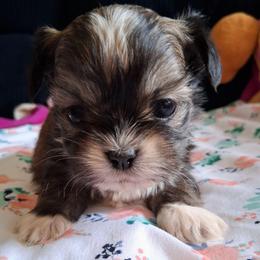 Scout - Tricolor male Shih Tzu puppy in Memphis, Tennessee from Lady and the Tramp