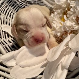 Green Collar - Lemon and white male Beagle puppy in Viper, Kentucky from Mountain Top