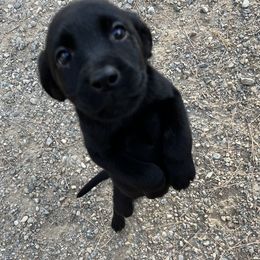 Labrador Retriever and Pembroke Welsh Corgi Puppies from Burress Family Farm and Kennels