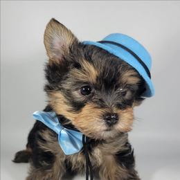 Blue collar boy - Black and tan male Yorkshire Terrier puppy in Jacksonville, Florida from Yorkieology