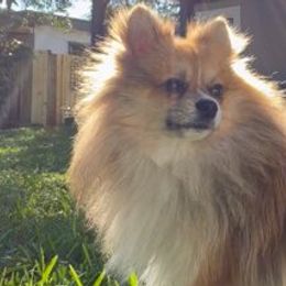 Pomeranians from Piper Poms