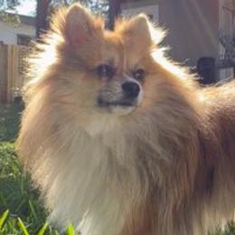 Pomeranians from Piper Poms
