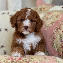 Hanalei - Red female Cavapoo puppy in Beckley, West Virginia from By Design Doodles