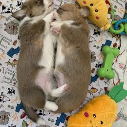 Cardigan Welsh Corgi Puppies from Penfro Corgis