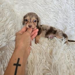 Boy 3 - Chocolate and cream male Dachshund puppy in Lubbock, Texas from West Texas Dachshunds LLC