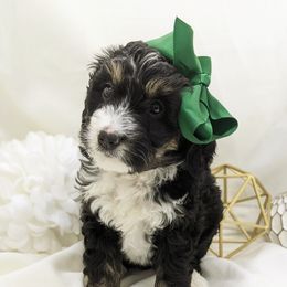 Bernedoodle and Bernese Mountain Dog Puppies from Western Skies Kennels