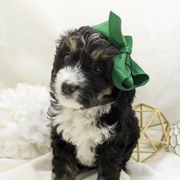 Bernedoodle and Bernese Mountain Dog Puppies from Western Skies Kennels