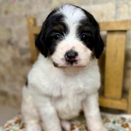 Sparrow - Black and white female Bernedoodle puppy in Midland, Michigan from Northern Charm Farm