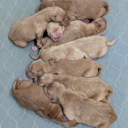 Girl 2 - Dark golden female Golden Retriever puppy in Parker, Colorado from Legacy Ranch Golden Retrievers