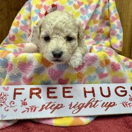 Eden - Cream female Maltipoo puppy in Mabelvale, Arkansas from Durham's Designer Poos