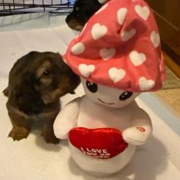 FiFi AKC full rights - Piebald female Dachshund puppy in Elizabethtown, Kentucky from Teeny Tiny Puppy Tails