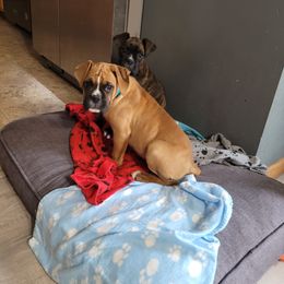 Lily - Fawn Boxer puppy in Mount Zion, Illinois from Foulk's Boxer Puppies