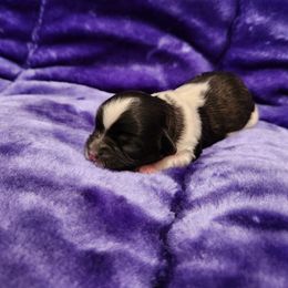 Male 3 - Brindle and white male Shihpoo puppy in North Dinwiddie, Virginia from Pups Furever