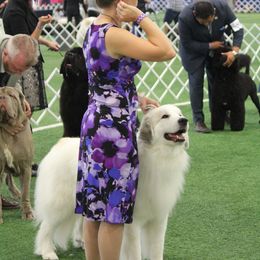 Great Pyrenees All Grown Up from Pyradigm Great Pyrenees