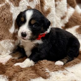 Red collar - Black tri male Miniature Australian Shepherd puppy in 32046, Florida from River Hill Ranch