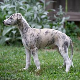 Polaris - Fawn brindle male Whippet puppy in Hopkinsville, Kentucky from Night Sky Whippets