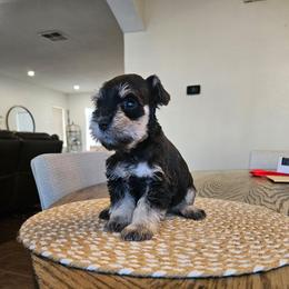 Female 1 - Black and silver female Miniature Schnauzer puppy in Chino, California from So Cal Schnauzer