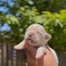 Iridescent Pear - Cream and white male Shih Tzu puppy in Cedar Hill, Texas from Puppy Paper House