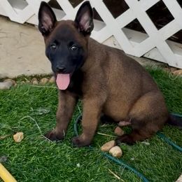 Orange Collae - Male 1 - Fawn sable male Belgian Malinois puppy in Trenton, Georgia from Laeknir K9