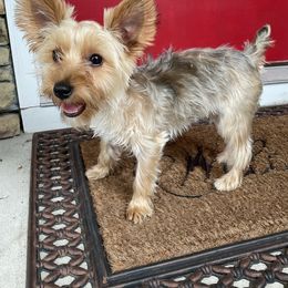 Yorkshire Terrier Puppies from Port City Yorkies LLC
