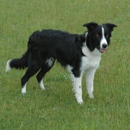 Border Collies from Blackbow