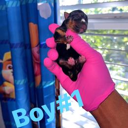 Boy1 - Black and tan male Yorkshire Terrier puppy in Virginia Beach, Virginia from KINGZ KENNEL