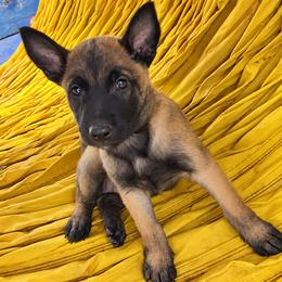 Girl 3 - female Dutch Shepherd puppy in Sierra Vista, Arizona from KnightWatch K-9