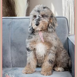 Tot - Blue merle female Bernedoodle puppy in Connersville, Indiana from Deaz Doodle Ranch