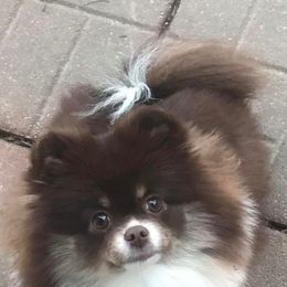 Pomeranians from PS pomeranians