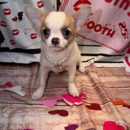 Mark - Sable spotted white male Chihuahua puppy in Palmyra, Indiana from Country Star Chihuahuas