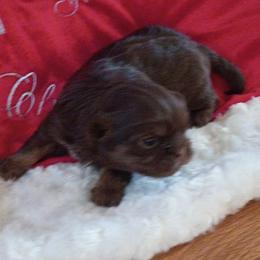 Reese - Chocolate and tan female Shih Tzu puppy in Browns Summit, North Carolina from Lisa's Shih Tzus