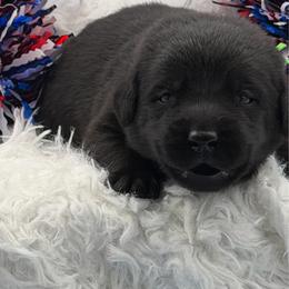 Green - Black male Labrador Retriever puppy in Heath Springs, South Carolina from Rich Hill Retrievers