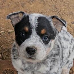 Black Eyed Susan - Blue speckled female Australian Cattle Dog puppy in China Grove, North Carolina from Indigojos Australian Cattle Dogs