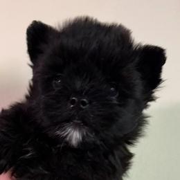 Puma - Black and tan female Yorkshire Terrier puppy in Lafayette, Georgia from Berggipfel Yorkies