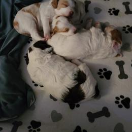 Brittany Puppies from Treasure State Brittanys