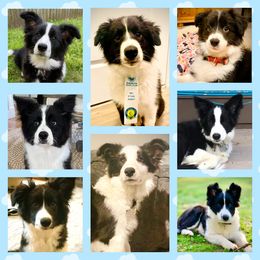 Border Collie Puppies from Beloved Border Collies