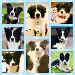 Border Collie Puppies from Beloved Border Collies
