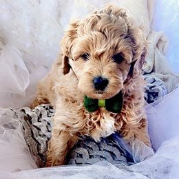 Goldendoodle, Maltipoo, and Poodle Puppies from Winchester Hills Poodles and Doodles