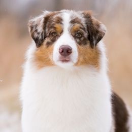 Rhonan - Australian Shepherd