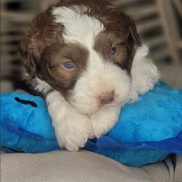 Teddy - Brown and white male Aussiedoodle puppy in Lincoln, California from Pasta Puppies Doodles