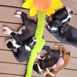 Boston Terrier Puppies from The Christian Bostons