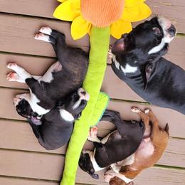 Boston Terrier Puppies from The Christian Bostons