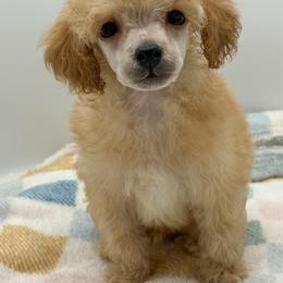 Tiger - Red  male Poodle puppy in Wheatland, California from Sapphire Ridge Poodles
