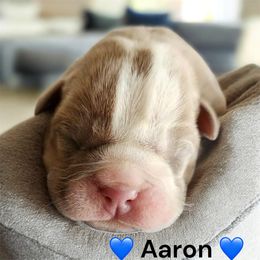 Aaron - Fawn and white male Bulldog puppy in Phoenix, Arizona from Hamalini Bulldogs LLC