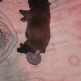 French Bulldog Puppies from Culichitown Frenchies