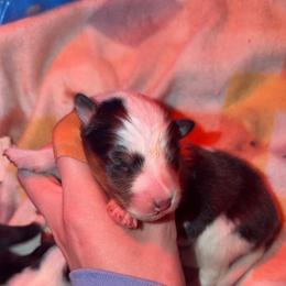 Brook - White black and tan female Shetland Sheepdog puppy in Lincolnton, North Carolina from Oakview Kennels